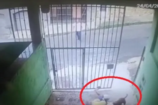 Pitbull invade casa em MG e morde homem e cachorrinha