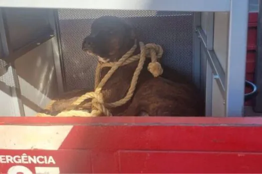 Cachorro ataca estudantes dentro de sala de aula em Goiás