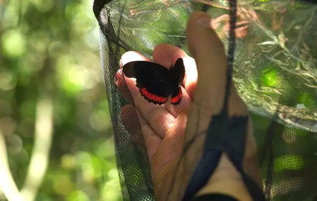 borboleta