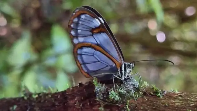 borboleta