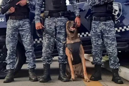 Chase, cão da GCM de São Caetano, participa de operação da Polícia Civil contra tráfico de drogas em Santo André