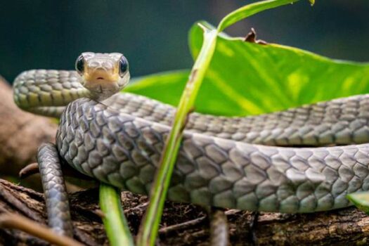 Ano Novo Chinês 2025: Descubra o significado do signo da serpente