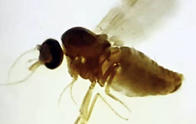 culicoides-paraensis