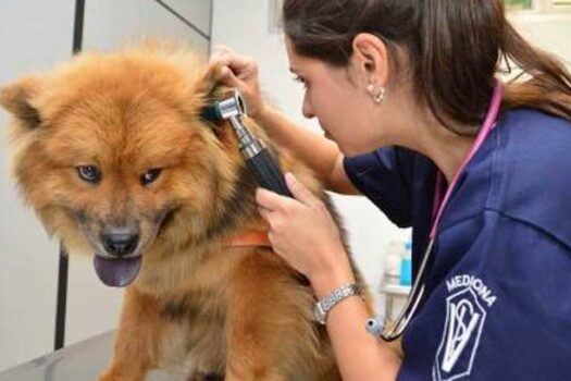 Faculdade Anhanguera de São Bernardo promove capacitação em Medicina Veterinária