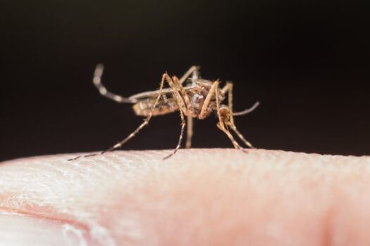 Estado de São Paulo tem 465 mortes por dengue e 806 mil casos