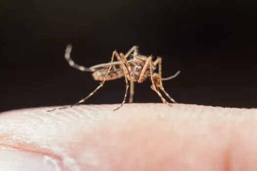 Incidência de dengue em SP é oito vezes maior do considerado para ser epidêmico