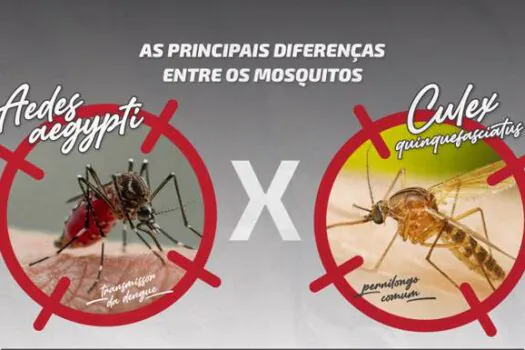 Descubra as diferenças entre o mosquito transmissor da dengue e o pernilongo