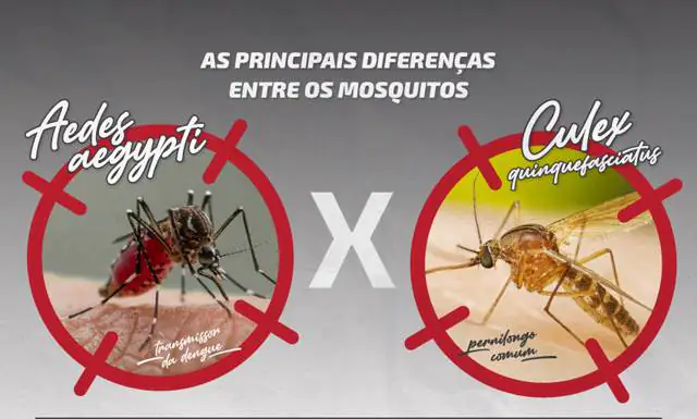 diferenca-mosquitos