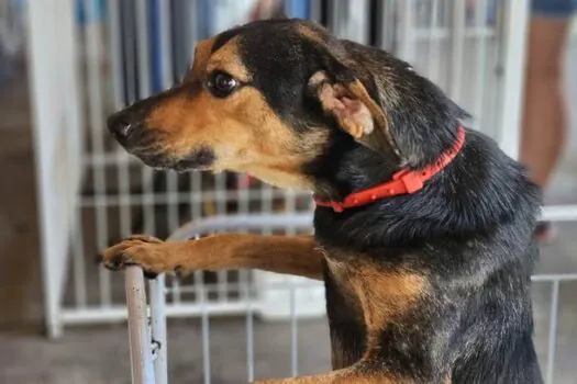 Ribeirão Pires doa quase 600 pets em Feiras de Adoção