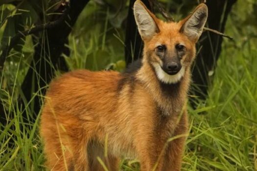 CCR e EcoRodovias lideram projeto inovador para reduzir atropelamentos de fauna em SP