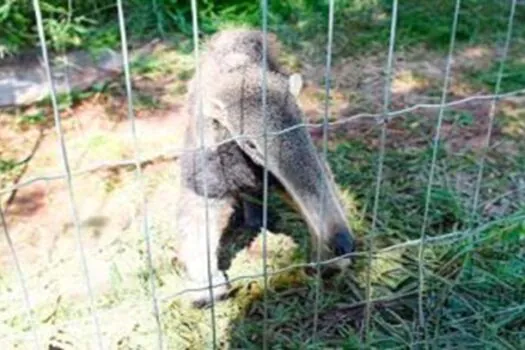 Antes de ser solto, tamanduá-bandeira passa por adaptação em uma fazenda no interior de SP