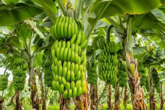 Unidades de produção de banana devem ser cadastradas em SP