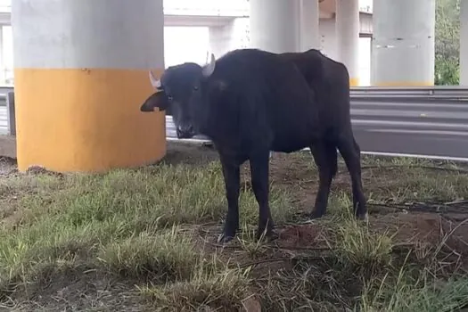 Enchentes afetam milhares de animais da pecuária no Rio Grande do Sul