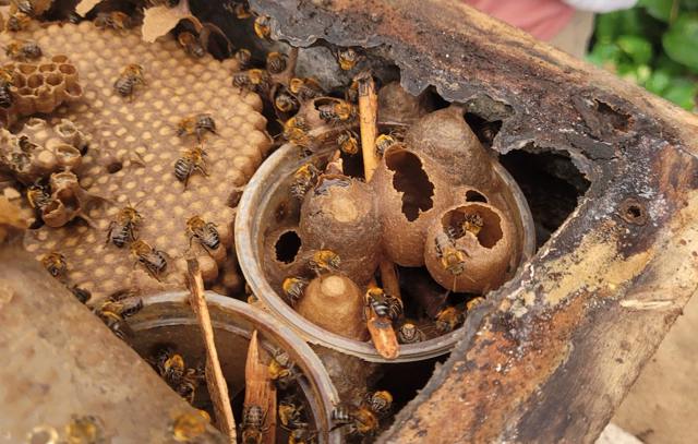 Fapesp: estudo mostra como agrotóxicos afetam abelhas nativas