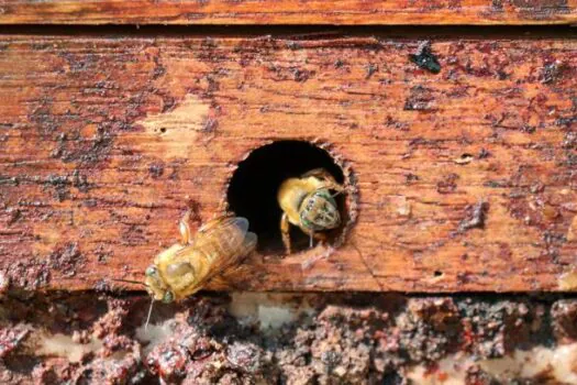 Semana das Abelhas: Projeto “Condomel – Abelhas da Mata” revitaliza ecossistema urbano de Ribeirão Pires