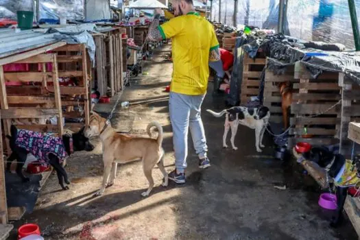 Animais domésticos continuam sendo resgatados de áreas alagadas no RS