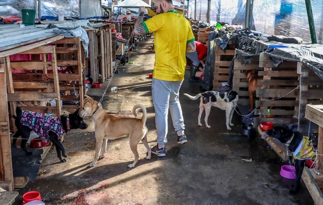 Abrigos de animais no RS sofrem com queda de voluntários, doença e exaustão