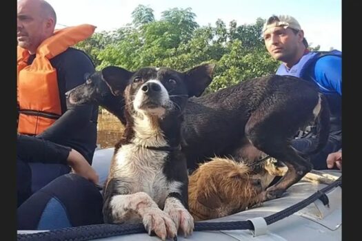 Prefeitura de SP já atendeu mais de dois mil animais em missão no Rio Grande do Sul