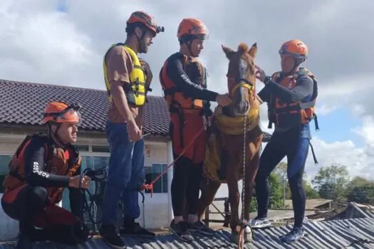 Égua ilhada em telhado no RS é resgatada. Mais de 5 mil animais são salvos