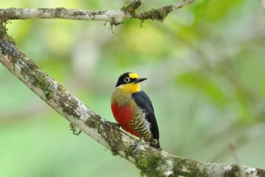 Setur-SP marca presença no maior encontro de observadores de pássaros do Brasil