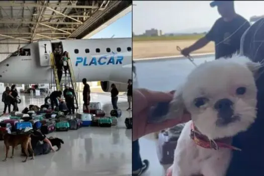 Avião de Leila Pereira resgata cerca de 100 animais no Rio Grande do Sul