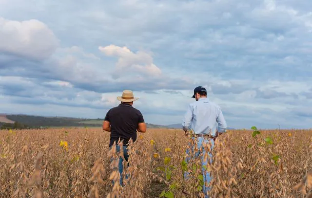 basf-cultivo-brasileiro