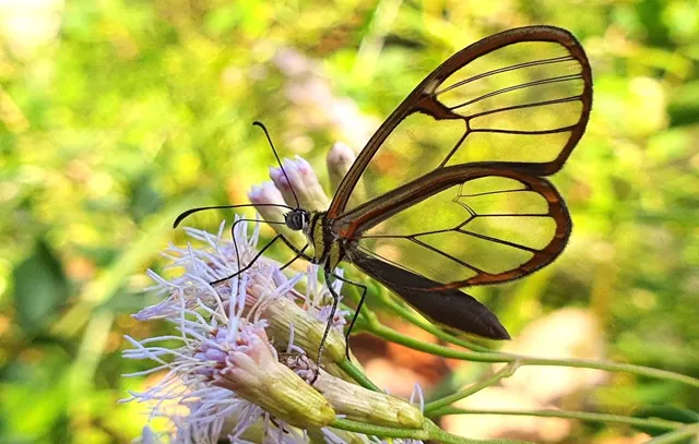 borboleta