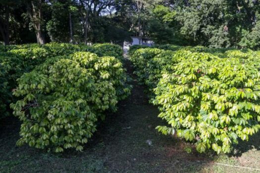 Dia Nacional do Café: Secretaria de Agricultura anuncia nova edição do concurso para eleger os melhores grãos do Estado