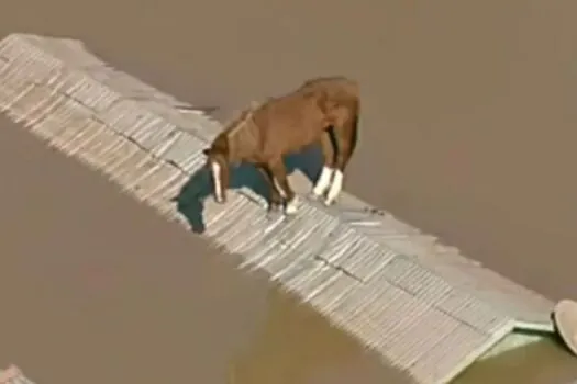 Bombeiros de SP recebem prêmio por resgate do cavalo Caramelo no Rio Grande do Sul