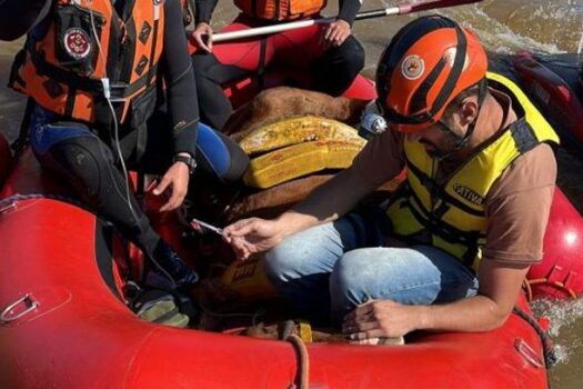 Bombeiros de SP resgatam égua ilhada no Rio Grande do Sul