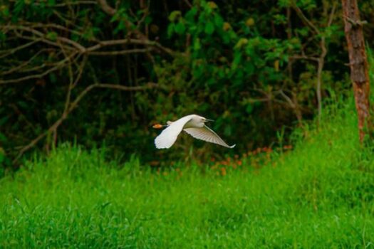 Polo de Ecoturismo de São Paulo celebra a natureza no Avistar Brasil 2024