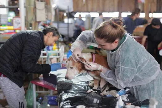 Prefeitura de SP inicia castração de 1.000 animais resgatados nas enchentes do RS