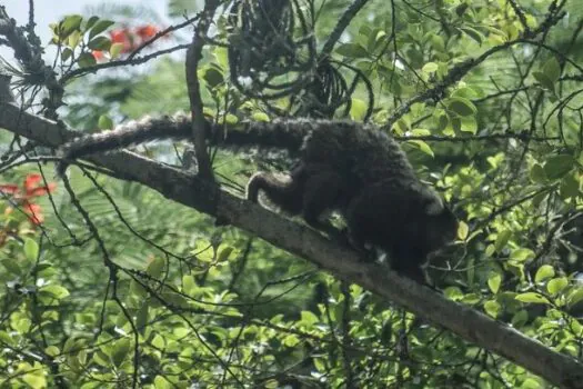 No México, dezenas de macacos caem mortos de árvores devido ao calor