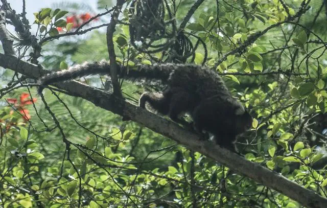 macacos