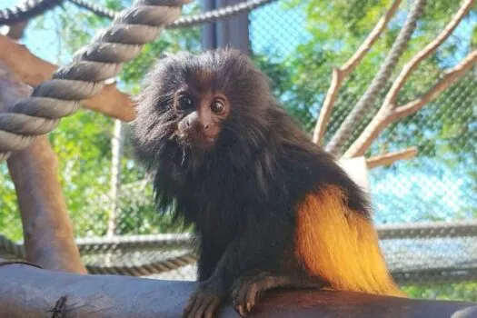 Núcleo de Conservação da Fauna Silvestre de SP tem novo filhote de mico-leão-preto