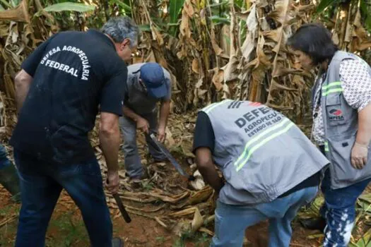 Mapa visita propriedades paulistas para orientar sobre doença que ameaça produção de bananas