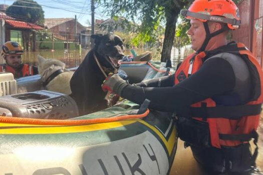 Médicos voluntários ajudam bombeiros de SP a resgatar mais de 200 animais no RS