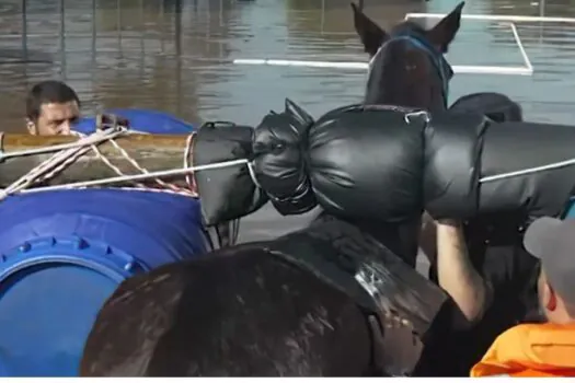 Mais de 10 mil animais já foram resgatados das enchentes do Rio Grande do Sul