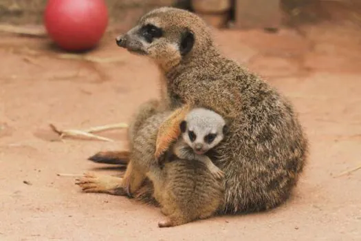 No mês de maio, mães têm entrada gratuita no Zoo São Paulo