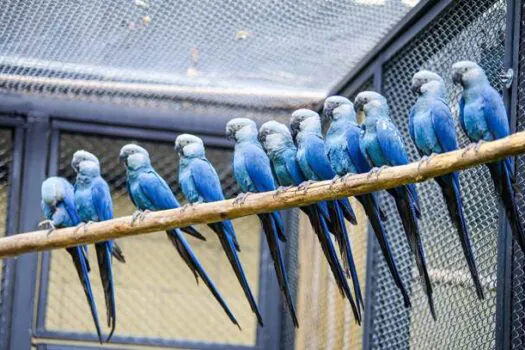 Zoológico de SP inaugura Centro de Conservação para a ararinha-azul, uma das espécies mais raras do mundo