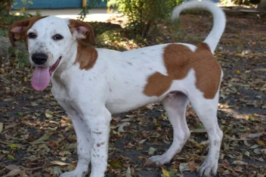 Adoção de cães e gatos: saiba como buscar o serviço na capital paulista