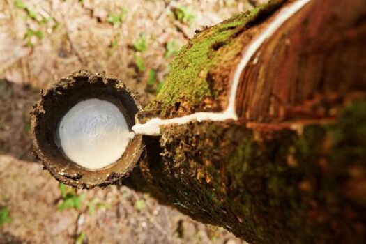 Agricultura de SP anuncia novas medidas para retomada da produção de borracha natural no estado