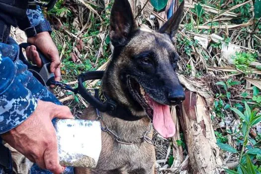 Canil de São Caetano se destaca em operação de combate ao tráfico de drogas da Polícia Civil