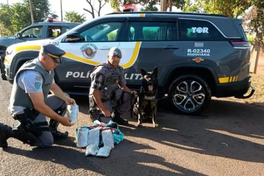 Cão farejador encontra adolescente com tijolos de skunk dentro de ônibus no interior