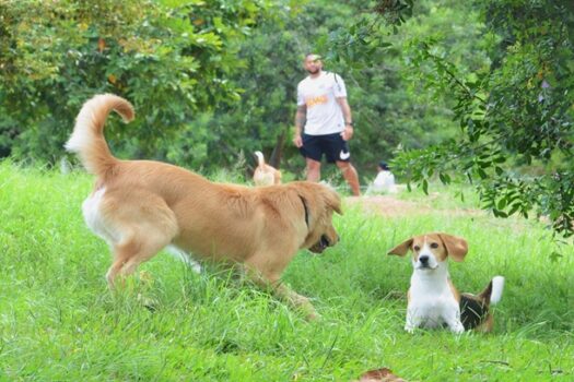 OcupaCão leva evento especial para a Praça da República e lança abaixo-assinado por espaço pet