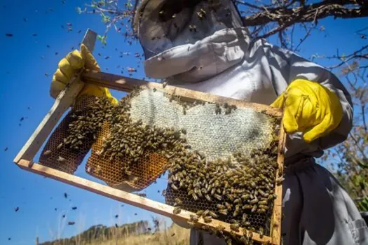 Rio Grande do Sul contabiliza perda de 17 mil colmeias desde enchentes