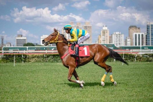 Apostadores do Jockey Club não acreditam em fim de corridas e negam maus-tratos a cavalos