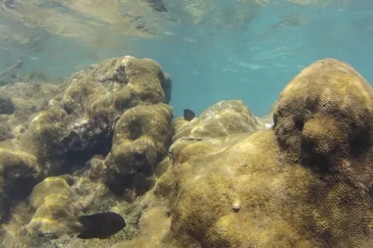 Mais de 70% de espécies ameaçadas buscam Áreas Marinhas Protegidas