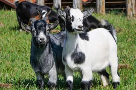 Instituto de Zootecnia organiza evento técnico sobre produção de mini cabras