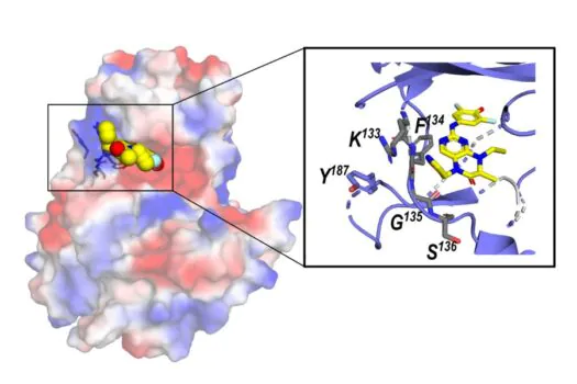 Estudo revela que nova molécula pode ajudar a entender a biologia do câncer